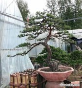 枯萎的紫玫瑰寓意何在？有图片展示吗？