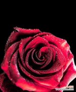 烂泥里长出两枝红玫瑰花象征什么？这种现象有何深意？