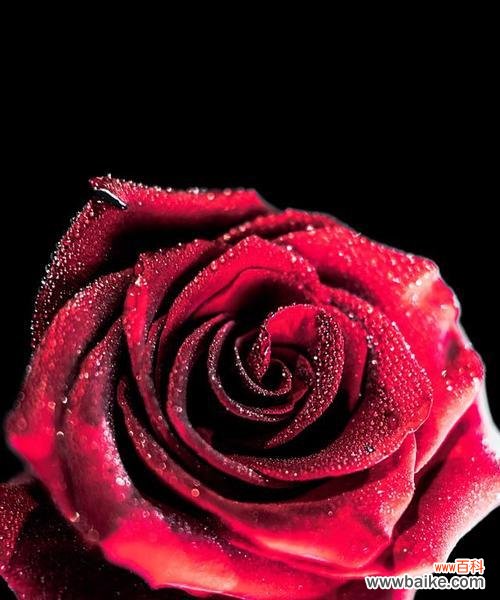 烂泥里长出两枝红玫瑰花象征什么？这种现象有何深意？