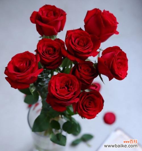 烂泥里长出两枝红玫瑰花象征什么？这种现象有何深意？