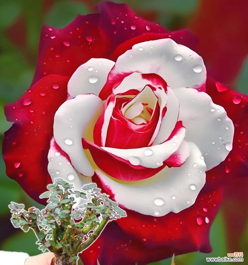 十二朵玫瑰与两朵百合的寓意是什么?