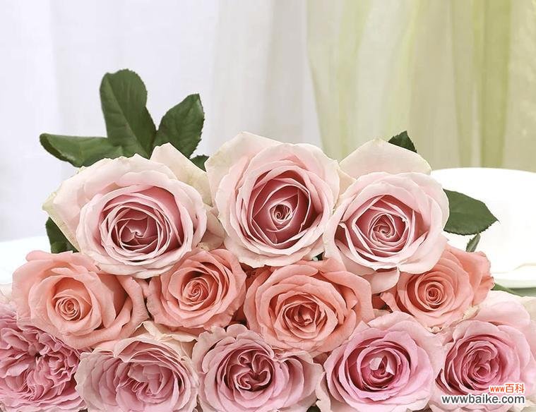 858朵玫瑰花有何特别含义?送给女生有何意义?