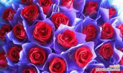 858朵玫瑰花有何特别含义？送给女生有何意义？