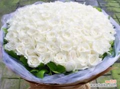 探寻玫瑰的奥秘，用16朵玫瑰表达真情 16朵玫瑰的花语与含义