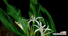 探寻文殊兰的涵义与象征 文殊兰的花语