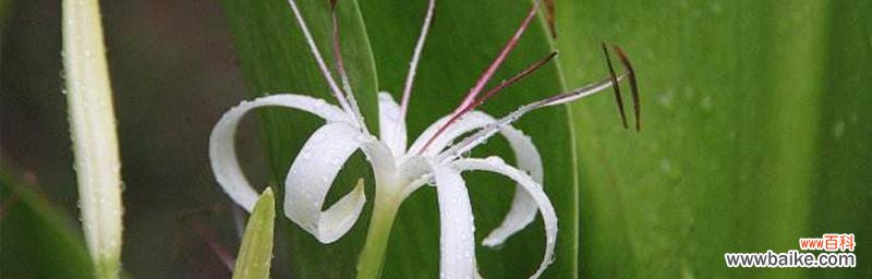 探寻文殊兰的涵义与象征 文殊兰的花语