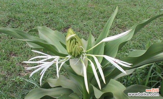 探寻文殊兰的涵义与象征 文殊兰的花语