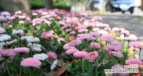 用色彩诠释生命的美好——从雏菊的花语中寻找灵感 探究不同颜色雏菊的花语及其意义