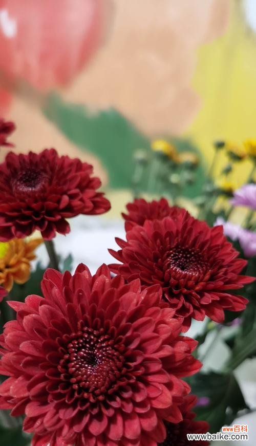 用色彩诠释生命的美好——从雏菊的花语中寻找灵感 探究不同颜色雏菊的花语及其意义