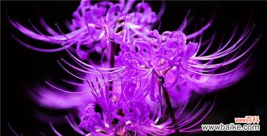 探秘曼陀罗华花语的神秘面纱 曼陀罗华花语的深刻含义