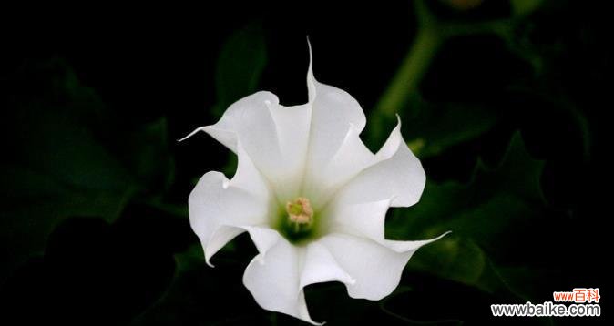 探秘曼陀罗华花语的神秘面纱 曼陀罗华花语的深刻含义