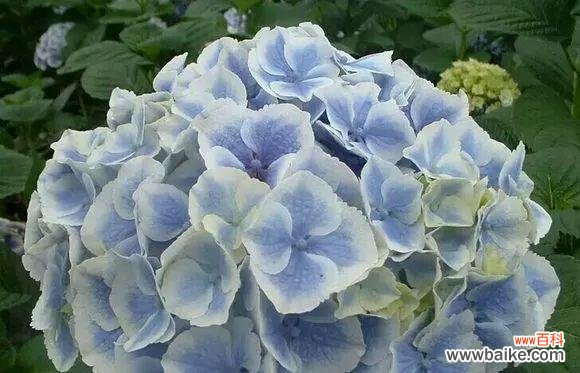 传递爱与感恩的象征——绣球花 揭秘绣球花的花语与寓意