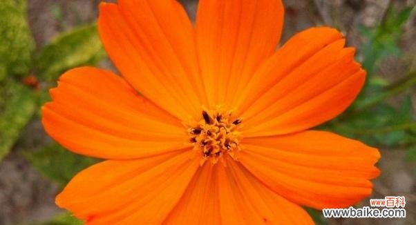 探寻金盏菊的蕴含意义 金盏菊花语解读