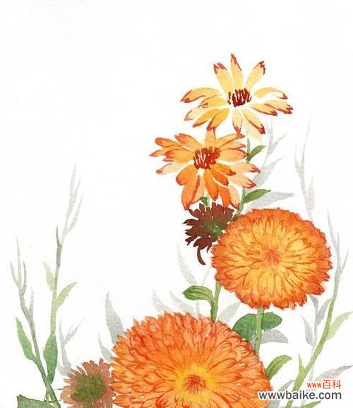 探寻金盏菊的蕴含意义 金盏菊花语解读