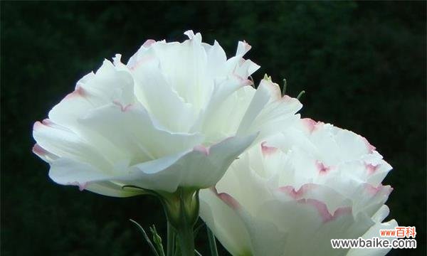 探寻桔梗花的花语与图片，带给你不一样的秋日浪漫 橙色的秋天，这朵花的花语让你心驰神往