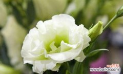 探寻桔梗花的花语与图片，带给你不一样的秋日浪漫 橙色的秋天，这朵花的花语让你心驰神往