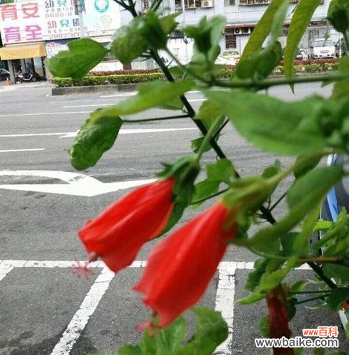 探寻悬铃花的神秘之美 悬铃花的花语与意义