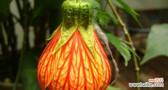 探寻悬铃花的神秘之美 悬铃花的花语与意义