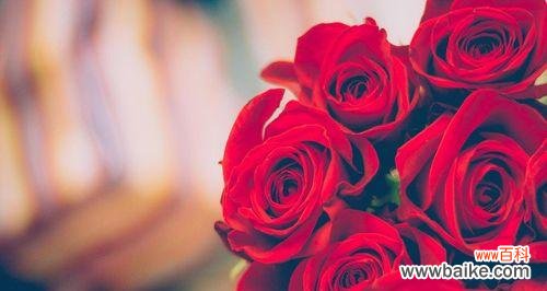 传递爱情的花语与心意,红玫瑰开出的秘密 8朵红玫瑰花的意义和象征