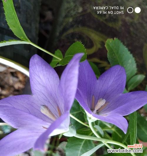 探秘紫色桔梗的丰富内涵 紫色桔梗花的花语和寓意