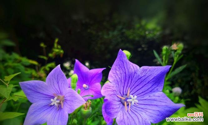 探秘紫色桔梗的丰富内涵 紫色桔梗花的花语和寓意