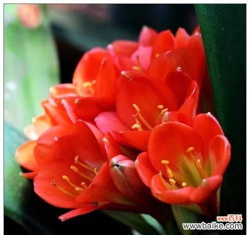 探寻君子兰所传达的深层信息 君子兰的花语象征与寓意