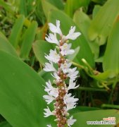 探寻花语意义和植物特性 梭鱼草的花语