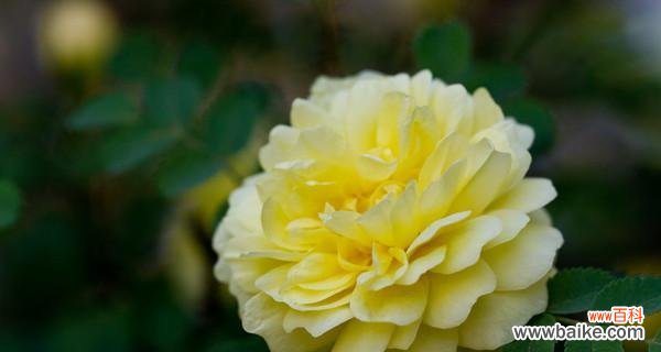 红玫瑰的浪漫与坚定 用红玫瑰代表永恒的爱情