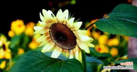 勇敢的象征与内涵 用玫瑰花代表勇敢