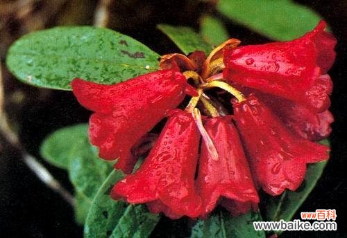 探索中国文化的花卉象征与美学 中国花卉文化的魅力