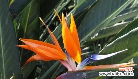 荷塘月色中的芳华焕发 重生之花