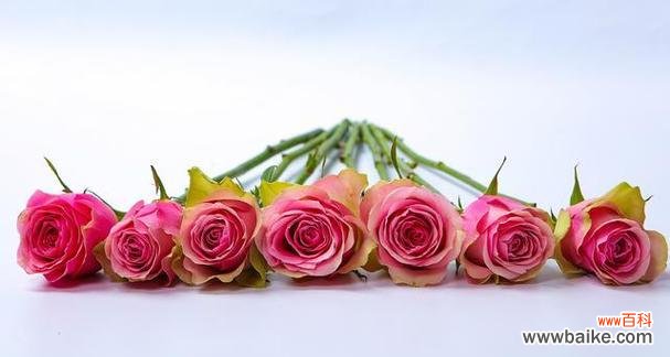 349朵玫瑰花代表什么含义?有何特殊意义?