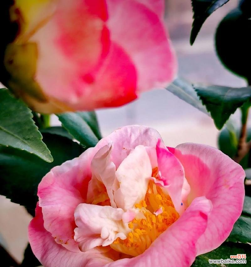 671朵玫瑰花代表什么含义?花语背后的秘密是什么?