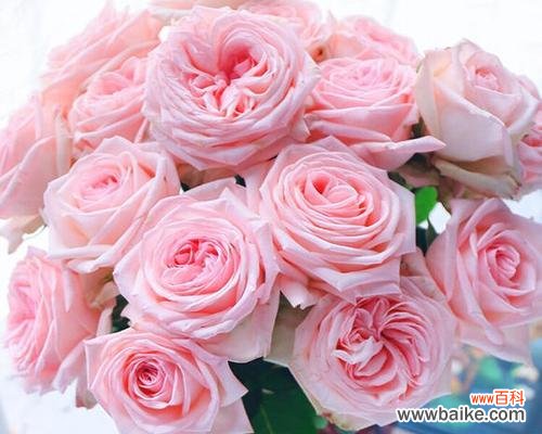 738朵玫瑰花的含义是什么？哪里可以找到相关图片？