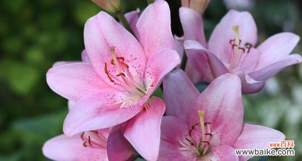 一朵玫瑰搭配九朵百合的花语是什么？哪里有相关图片？