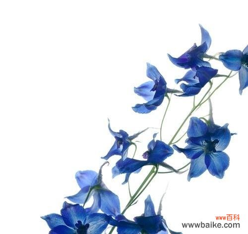 温暖人心，助人为乐，传递慈悲之美 山樱草，慈悲之花