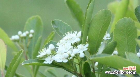 温暖人心，助人为乐，传递慈悲之美 山樱草，慈悲之花