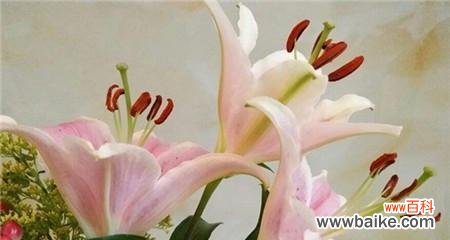 寓意各异，百合花语传递爱情、友谊、美好生活等情感 百合花语大全，解读花朵中的情感世界