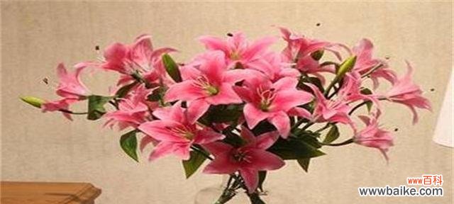 寓意各异，百合花语传递爱情、友谊、美好生活等情感 百合花语大全，解读花朵中的情感世界