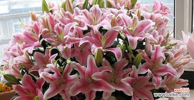 寓意各异，百合花语传递爱情、友谊、美好生活等情感 百合花语大全，解读花朵中的情感世界