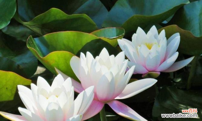 解读莲花的花语,了解生命与精神的真谛 莲花花语的深刻寓意