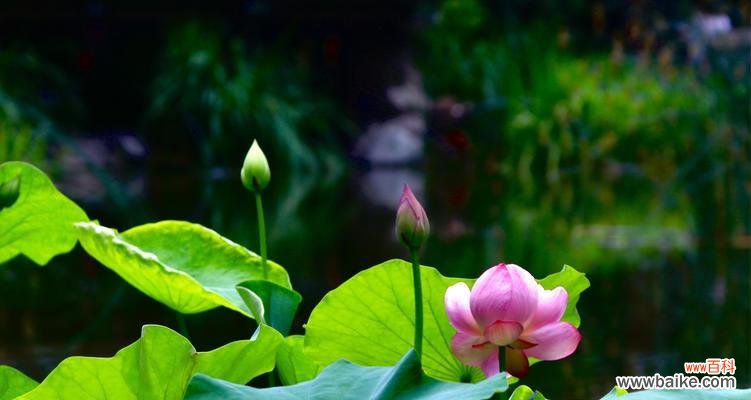 解读莲花的花语,了解生命与精神的真谛 莲花花语的深刻寓意