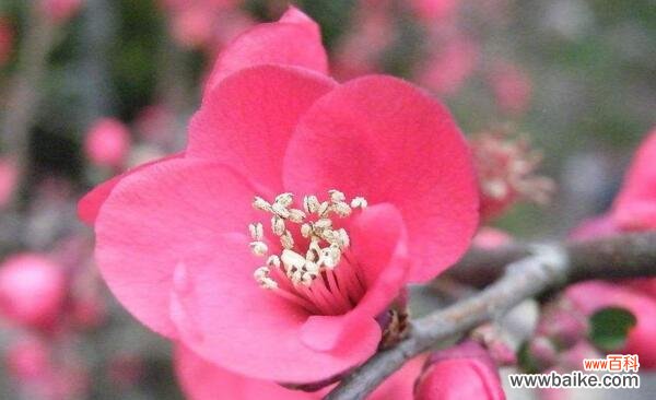 解读梅花的深意 梅花花语的含义