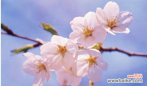 解读梅花的深意 梅花花语的含义