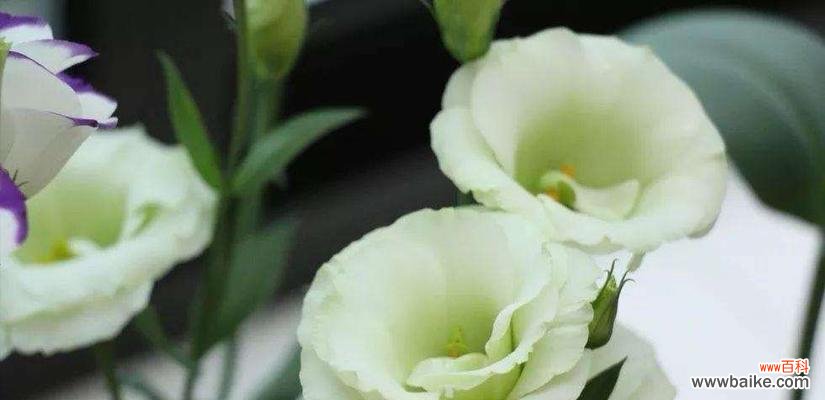 探寻洋桔梗花的内涵及象征意义 洋桔梗的花语