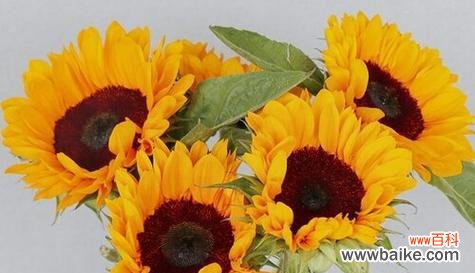 以玫瑰花为代表的爱情之花 用花朵寄托爱情的深情厚意