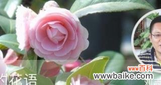 傲慢花语的象征意义与影响力 傲慢花语