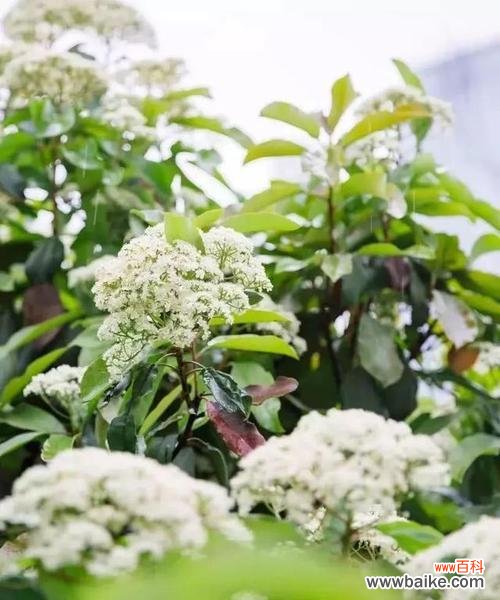 揭示背叛欺骗的玫瑰花语之谜 玫瑰的花语