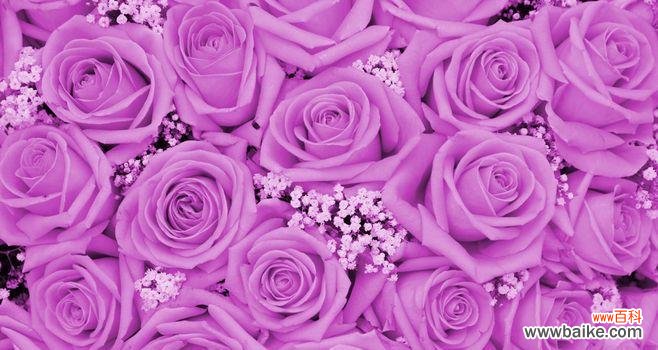10朵紫色玫瑰代表哪个生肖？图片如何展示？