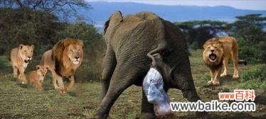 176朵玫瑰花代表什么动物？视频中如何解释？